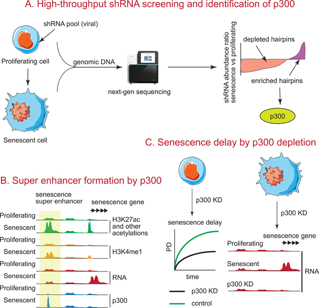 graphic file with name nihms-1007873-f0008.jpg