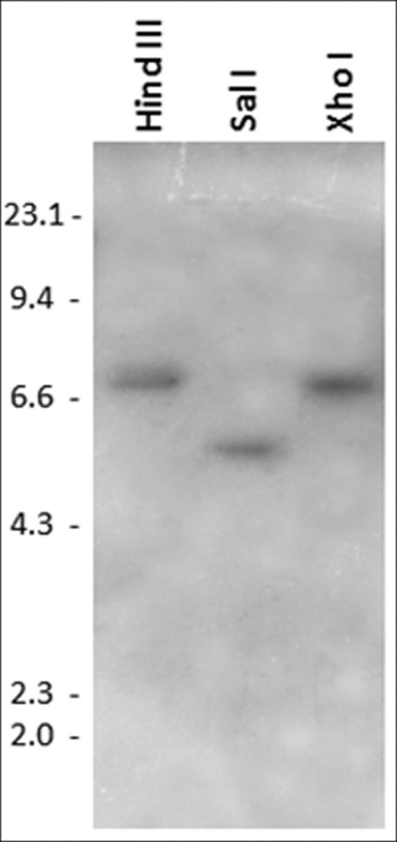 FIGURE 2.