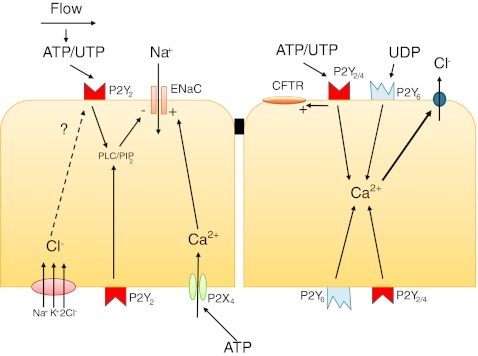 Fig. 2