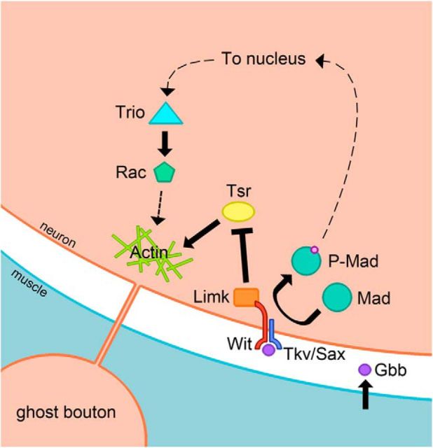 Figure 7.