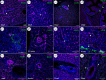 Intrahepatic innervation in juvenile and adult zebrafish livers is found around blood vessels and large bile ducts. A.
