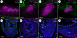 Zebrafish intrahepatic innervation is established at 21dpf.