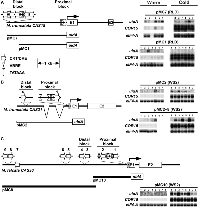 Figure 5.