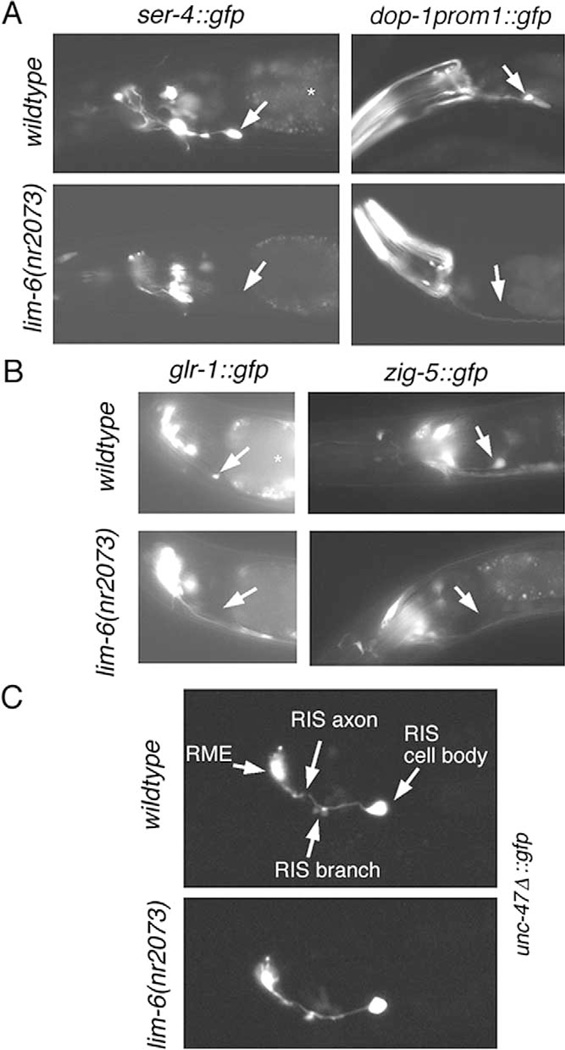 Fig. 8