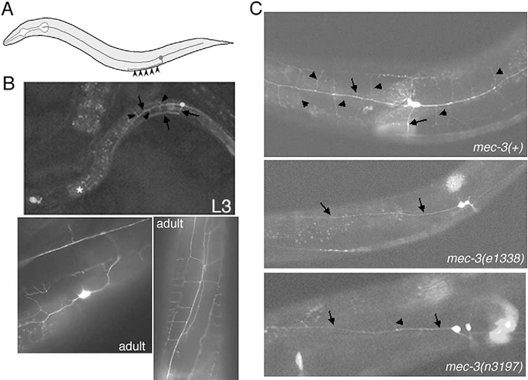 Fig. 9