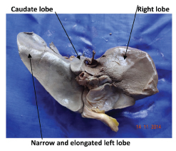 [Table/Fig-8]: