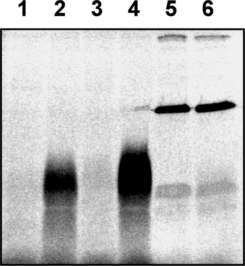 FIG. 5.