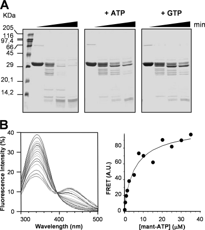 FIG. 2.