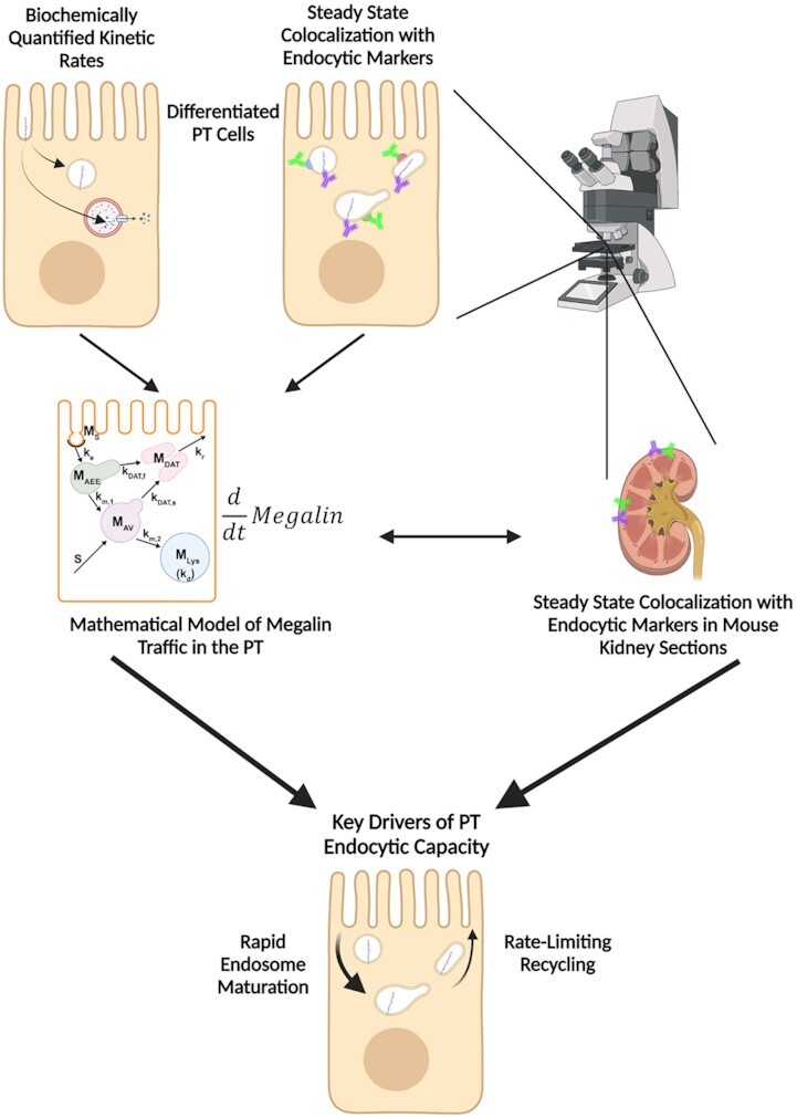 Graphical Abstract