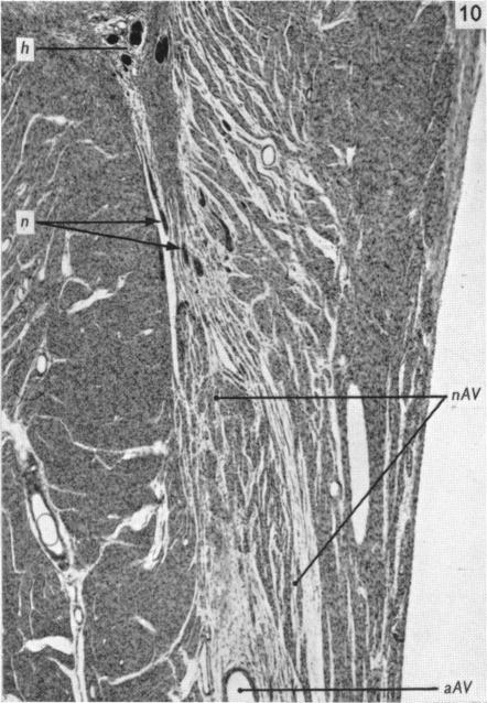 Fig. 10