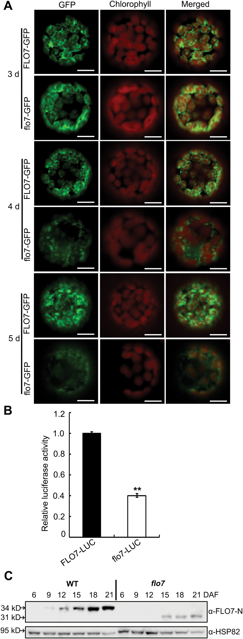 Fig. 8.