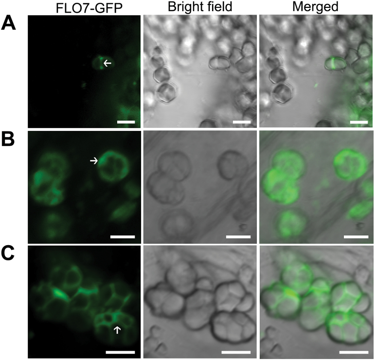 Fig. 7.