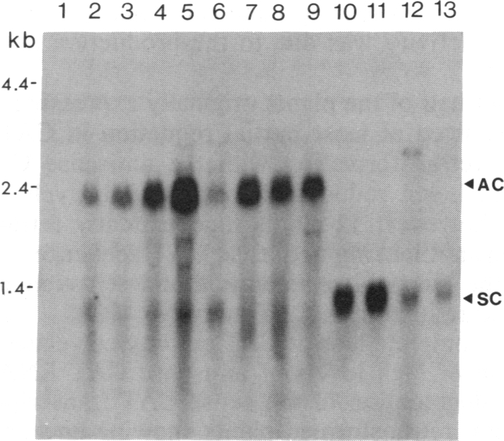 graphic file with name pnas00264-0197-a.jpg