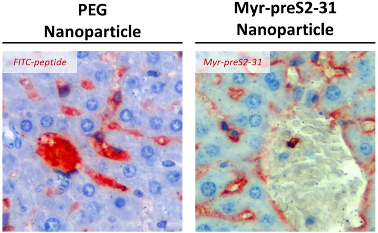 Figure 5—figure supplement 8.