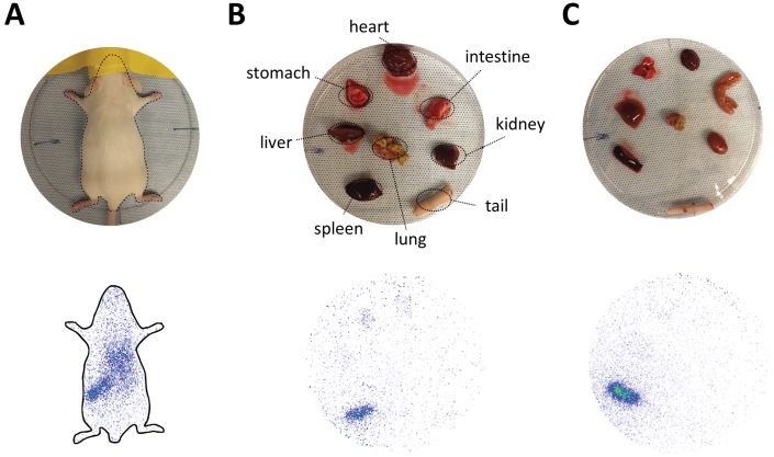 Figure 5—figure supplement 3.