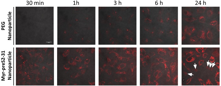 Figure 1—figure supplement 8.