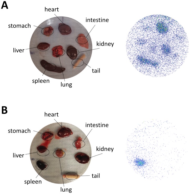 Figure 5—figure supplement 4.