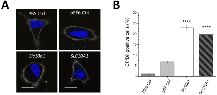 Figure 2—figure supplement 2.