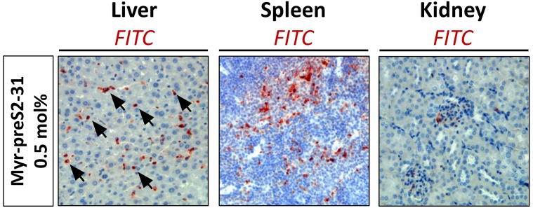 Figure 5—figure supplement 9.