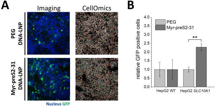 Figure 1—figure supplement 9.