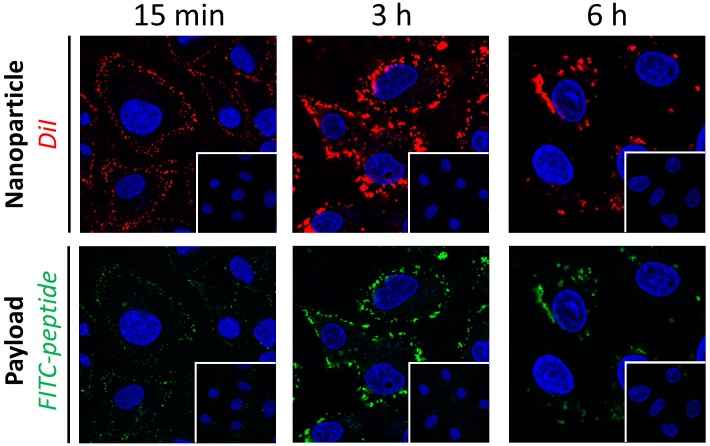 Figure 1—figure supplement 6.