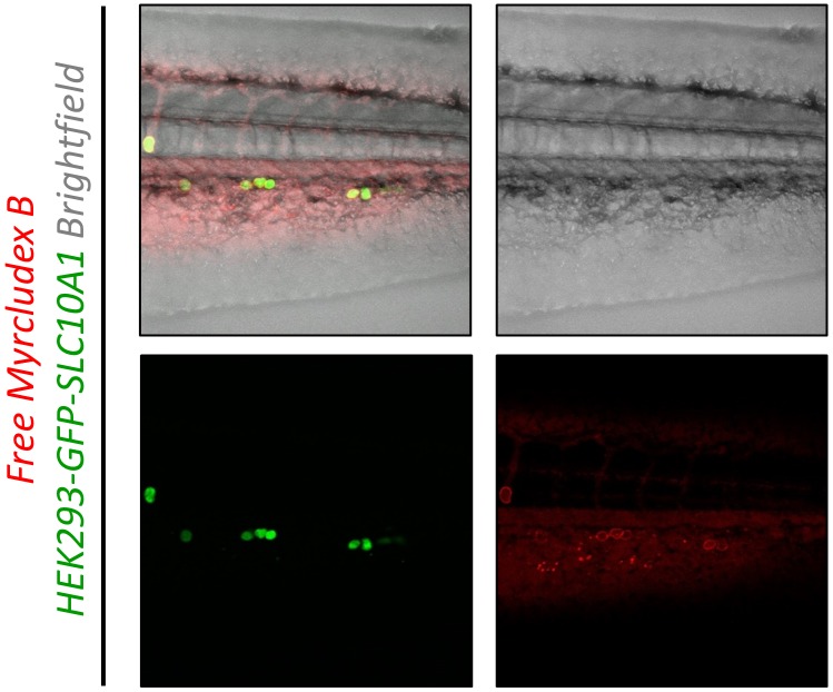 Figure 4—figure supplement 1.