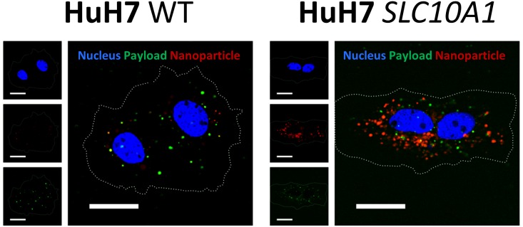 Figure 1—figure supplement 5.