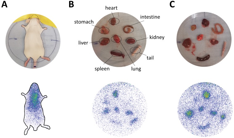 Figure 5—figure supplement 2.