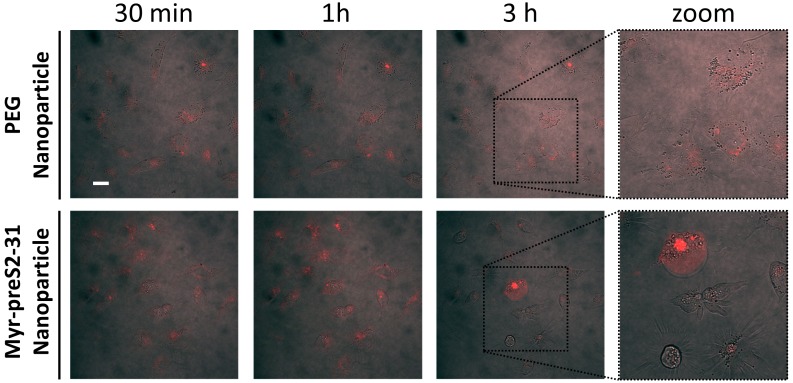 Figure 1—figure supplement 7.