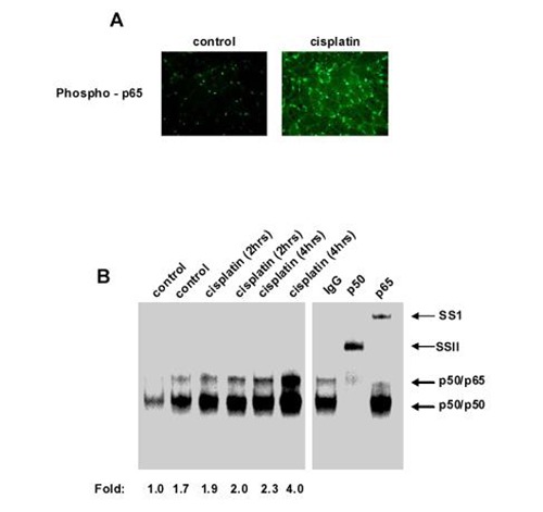 Fig 3.