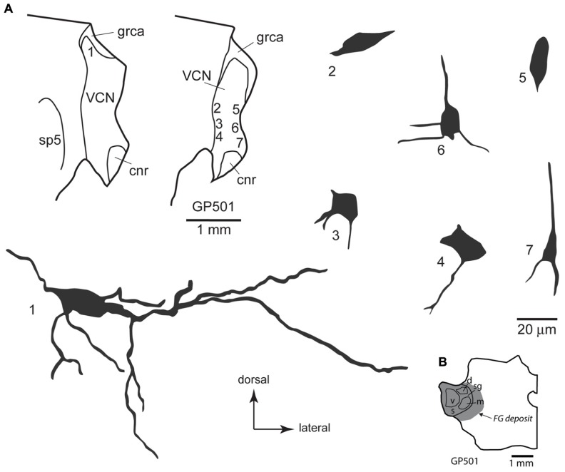 FIGURE 4