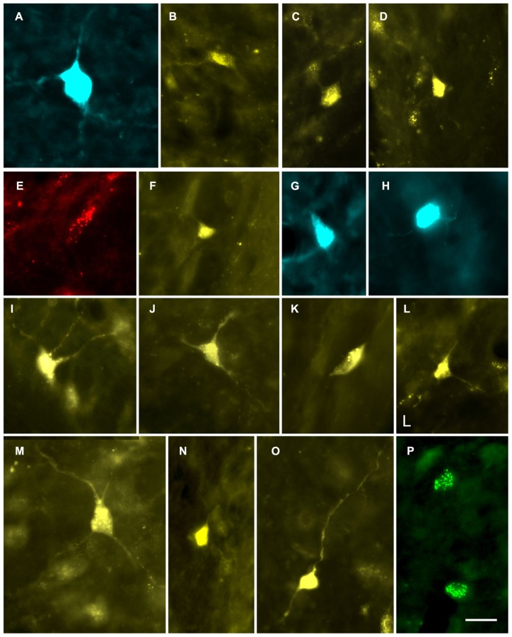 FIGURE 2