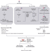 Figure 2. COD-dipp: A new high-throughput pipeline for a deep interrogation of immunopeptidomic datasets. Samples are first analyzed with an open search strategy to detect the landscape of PTMs. An FLR for the PTMs and FDR of 1% are applied. Simultaneously, the samples are analyzed using a novel de novo approach to identify noncanonical peptides. The de novo strategy trains a model per sample using quality-controlled PSMs from the MS-GF+ search engine to learn the direct interpretation of sample-specific mass spectra. The MS-GF+ results are split into three groups: training and testing to tune the hyperparameters and account for overfitting, and a validation group to approximate the accuracy per sample. De novo predicted peptides with an accuracy of at least 90% are sequentially mapped against the Human proteome (HP) then a 3-frame translation (3FT) database of protein-coding genes (1 mismatch allowed between leucine/isoleucine, i.e., Xle). Predicted de novo peptides matching any known protein are labeled “canonical”. Peptides mapping to the 3FT database with at least 3 amino acids mismatches from any known protein sequence are labeled “noncanonical”. Finally, a second-round search is performed as a validation approach. Four of the most abundantly identified PTMs and a custom database consisting of ENSEMBL proteins and noncanonical peptides are considered. The resulting canonical and noncanonical peptides are controlled to an FDR of 1% and aligned to the hg38 human genome.