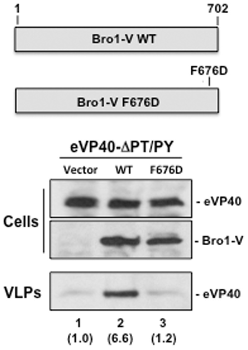 Figure 7.