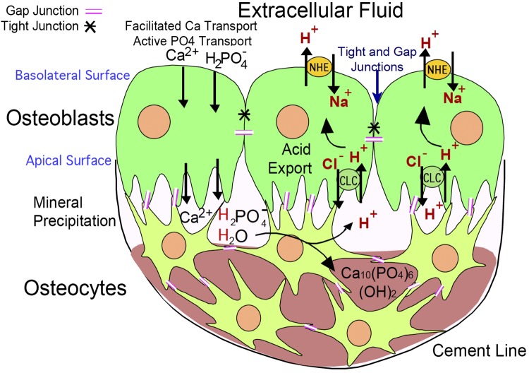 Fig. 7.