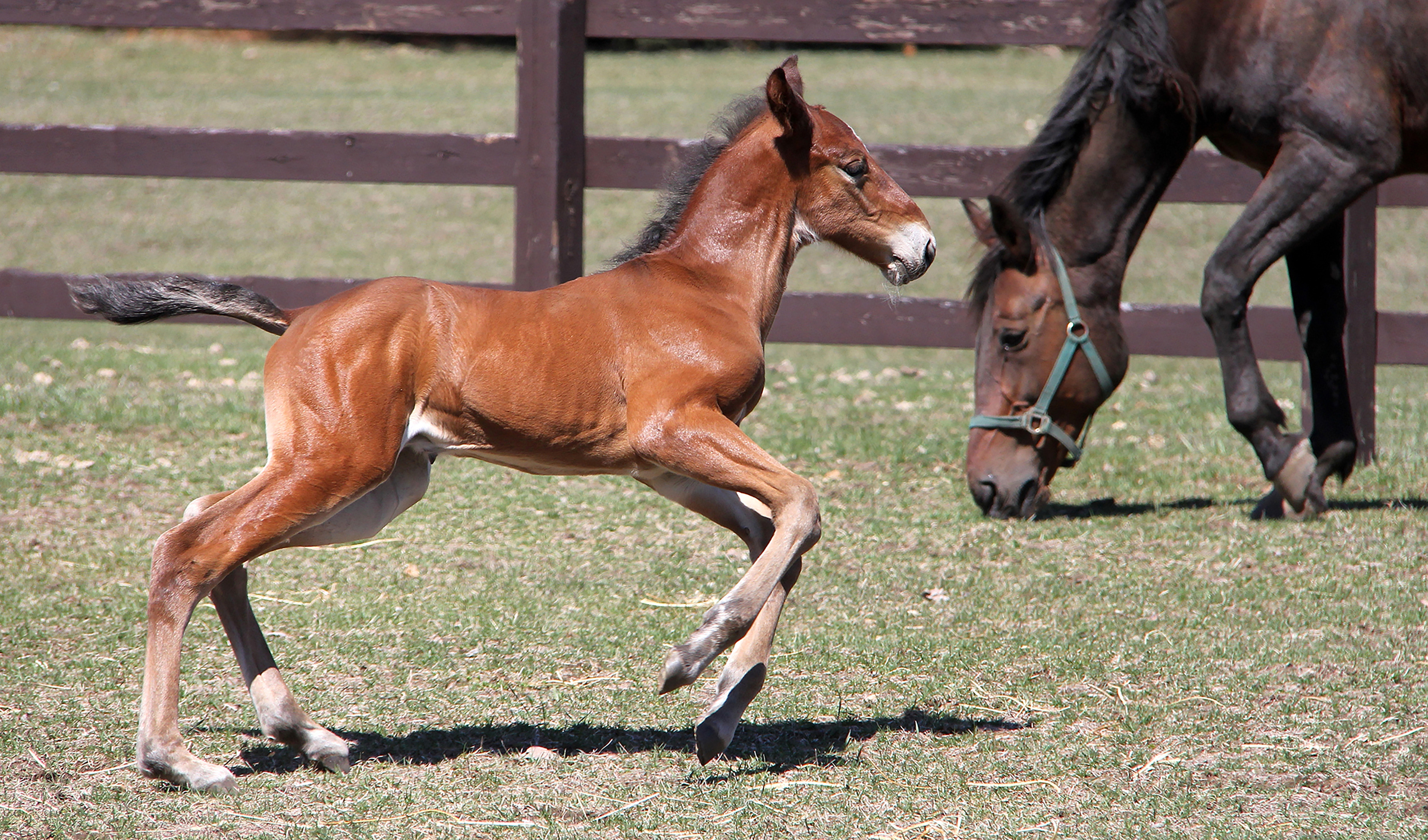 Young foal runs past fence and grazing mare