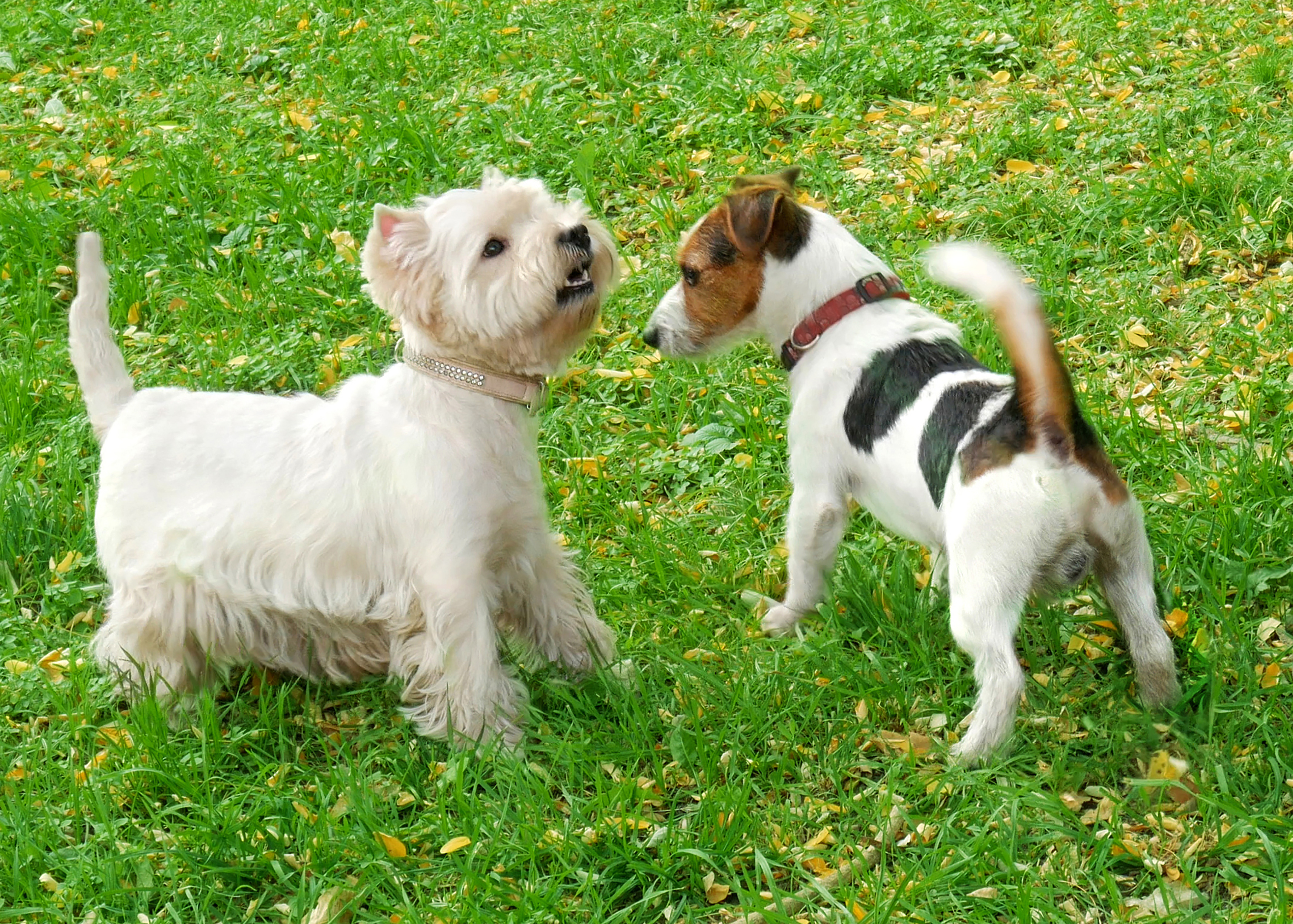 Two small dogs—one with short hair and black and brown patches, the other with white long hair—face each other on grass