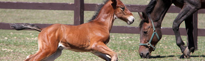 Young foal runs past fence and grazing mare