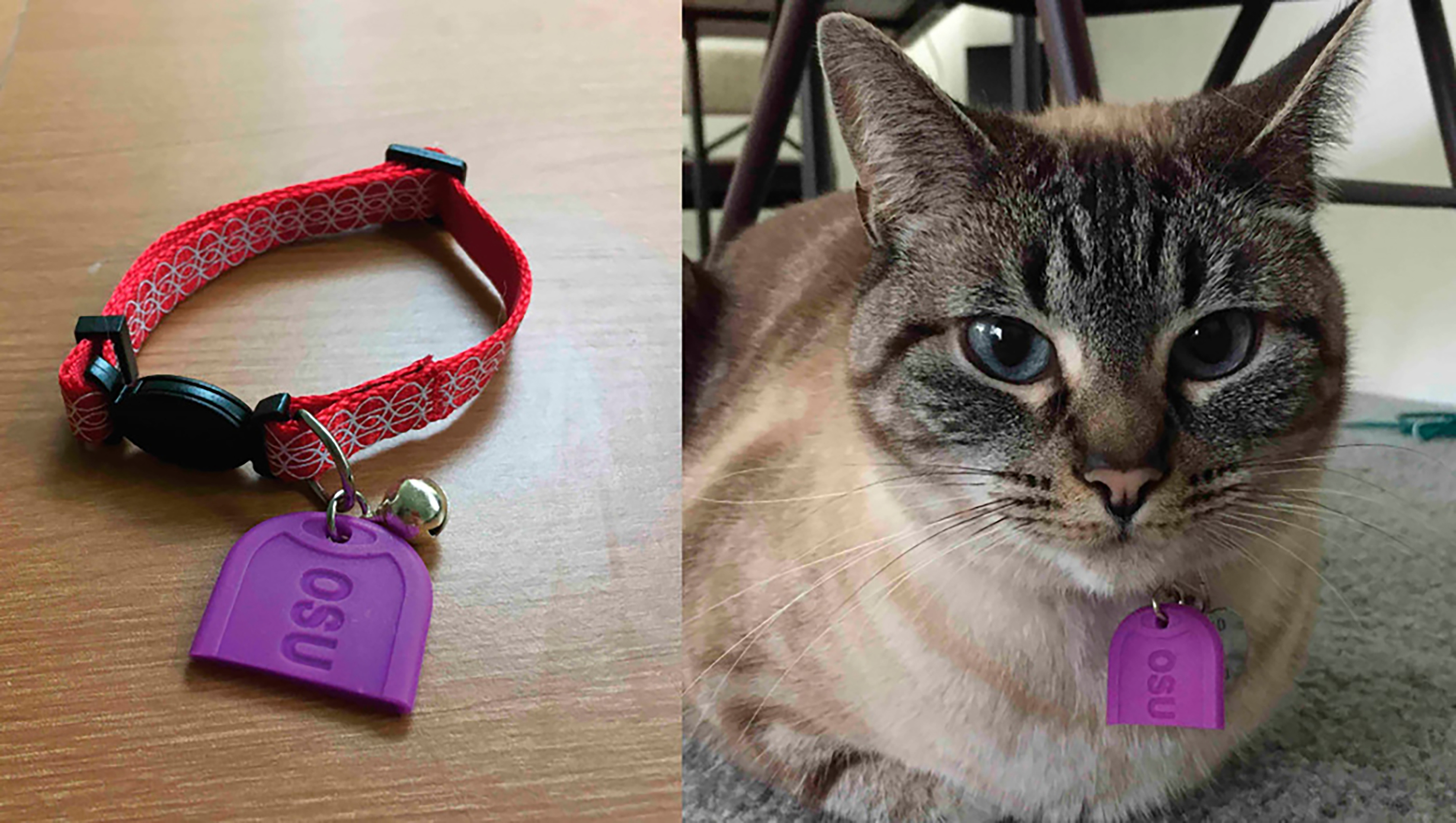 Collage of cat collar with purple silicone tag lying on smooth surface, and cat facing camera wearing collar with similar purple tag hanging below its chin