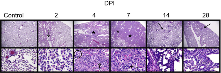 Figure 3