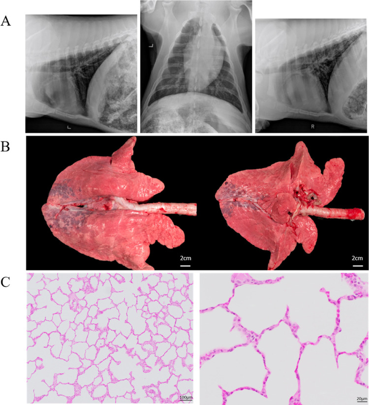 Fig 4