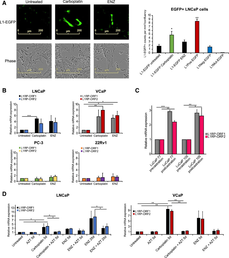 Figure 3. Carboplatin and enzalutamide induce L1 transposon activity in prostate cancer cells, and this activity can be blocked by AZT. A, The effects of carboplatin (5 μmol/L) or ENZ (10 μmol/L) on L1 activity in LNCaP prostate cancer cells analyzed using a retrotransposition L1-EGFP reporter assay and IncuCyte S3 imaging equipped with a green fluorescence channel. Representative IncuCyte cell images are shown for untreated, ENZ-, and carboplatin-exposed LNCaP cells with green channel only (L1-EGFP) and phase contrast. The control plasmids used included two negative controls (L1Neg-EGFP and L1Mut-EGFP) and a positive-control plasmid (L1Pos-EGFP). The barplot shows L1-positive EGFP+ counts per mm2/confluency quantified using IncuCyte. See also Supplementary Fig. S5. B, The effects of carboplatin or ENZ on ORF1 and ORF2 mRNA expression in LNCaP, VCaP, PC3, and 22Rv1 prostate cancer cells. C, L1 ORF1 and ORF2 mRNA levels from pre- and postcastration xenograft samples from LuCaP 77 and LuCaP 105 (23). D, The effects of carboplatin and AZT (50 μmol/L) or ENZ and AZT alone and in combination for 5 and 25 days on ORF1 and ORF2 expression in LNCaP cells and for 5 days in VCaP cells. Asterisks indicate significant difference between treatment conditions based on t test. *, P < 0.05; **, P < 0.01; ***, P < 0.001.