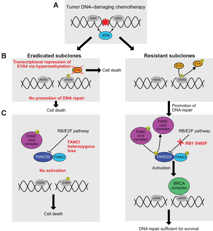 Figure 2. DSER analysis in Case A34. A, Carboplatin and etoposide induce DNA double-strand breaks, causing histone H2AX to be targeted by ATM at its S139 phosphorylation site to form γH2AX. B, EYA proteins mediate the dephosphorylation of γH2AX at the Y142 residue to promote the repair response to DNA damage. A lack of EYA protein in the eradicated subclones and consequent lack of dephosphorylation enhances cell death relative to the resistant subclones. If EYA-mediated dephosphorylation occurs, the DNA repair response proceeds. C, Ubiquitination of the complex formed by FANCD2 and FANCI is required for activation of the BRCA DNA repair complex. If the ubiquitination is inhibited, this promotes cell death. Since the presence of FANCI is needed for FANCD2 ubiquitination, and compensatory increase in FANCD2 activity is known to occur in BRCA2-deficient tumors (12), absence (and/or reduced levels) of FANCI would likely lead to enhanced cell death in the face of DNA damaging chemotherapy. The RB/E2F pathway is implicated as a negative regulator of FANCD2 transcription. Deleterious RB1 S485F (present in all three resistant liver metastases) could lead to increased FANCD2 levels and enhanced DNA-repair response, leading to subclone survival during DNA-damaging chemotherapy.