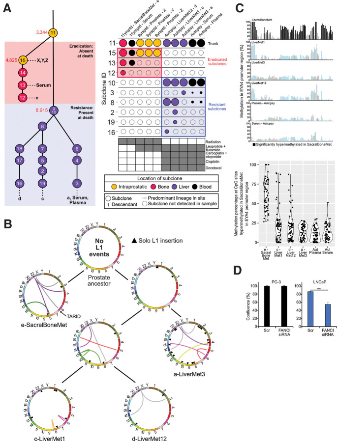 Figure 1. Genomic evolutionary analysis of primary and metastatic samples and subclones in patient A34 reveals distinct genomic features in resistant and eradicated subclones. A, Subclonal structure of the lethal metastatic prostate cancer of patient A34, modified from Woodcock and colleagues (2), presented as a phylogenetic tree and subclone and sample button plot. Of the 19 total subclones, 17 were used to construct the phylogenetic tree (two subclones were excluded as they contained >50% indels). The red box denotes subclones eradicated by treatment that were not detected in autopsy samples, and the light blue box outlines subclones found at autopsy that resisted chemotherapy. In the phylogenetic tree, dotted lines connect the final subclone of a lineage with a letter denoting the sample or samples in which it was observed. The color of each subclone reflects its location as shown in the key. Red numbers indicate the total number of substitutions present at each point in the phylogenetic tree based on WGS data. The button plot also illustrates the subclones detected in each sample, with the area of each circle corresponding to the cancer cell fraction (CCF) of the subclone [CCF of 1 is found in the top (truncal) nodes of the plot]. Circles outlined with dashes indicate subclones not detected in a sample. Below the button plot, the treatment exposure of samples from patient A34 is shown as a matrix. Eradicated subclones continued to exist after exposure to external beam radiation and androgen deprivation, and therefore subclone eradication is associated with carboplatin plus etoposide chemotherapy. Samples are labeled according to the time of collection (yrsptd, years prior to death) and location. The SacralBoneMet sample is a spinal cord compressing sacral nerve root metastasis removed 11 yrsptd of the patient. B, Circos plot tree of L1 insertion events in the WGS samples from A34. Curved lines are L1 transductions with a determined source element, with each line colored according to the chromosome of its source. Black triangles denote solo L1 integration sites (source element unknown). Somatic L1 integration in TARID specific to the eradicated subclone is marked. C, Barplots of methylation percentage in the CpG island in the promoter region of the EYA4 gene, which may be affected by the L1 insertion into the 3′ adjacent sense–antisense paired TARID gene in the SacralBoneMet sample. Solid colored bars indicate significantly hypermethylated sites in the SacralBoneMet (black) relative to the same genomic positions in the LiverMet samples and autopsy blood samples (cyan). Violin plots show methylation percentage at the significantly hypermethylated CpG sites in the EYA4 gene promoter, potentially as a consequence of L1 insertion into TARID. D, Knockdown of FANCI reduces the proliferation of LNCaP but not PC3 cells. Scrambled (Scr) control siRNA was used as reference. The cell confluence was determined after a 5-day knockdown using IncuCyte S3 Image analysis tools. Asterisks indicate significant difference between sample conditions based on t test. **, P < 0.01.