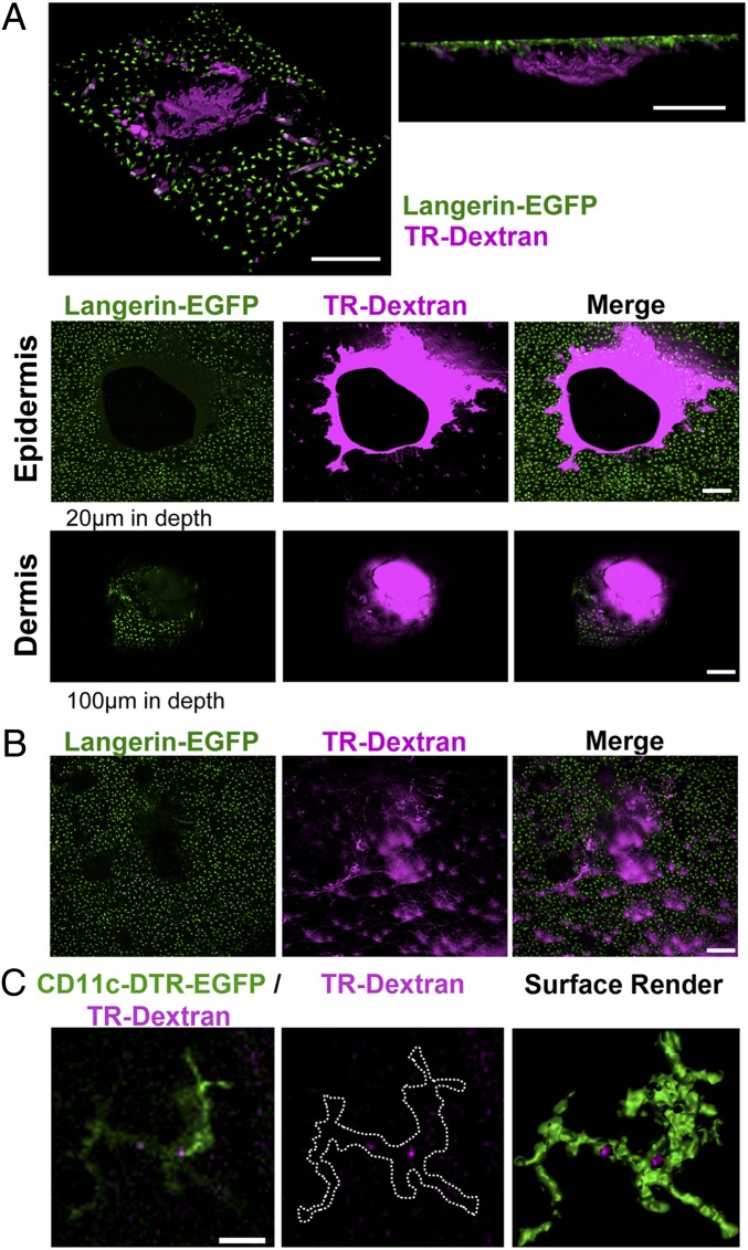 Fig. 4.