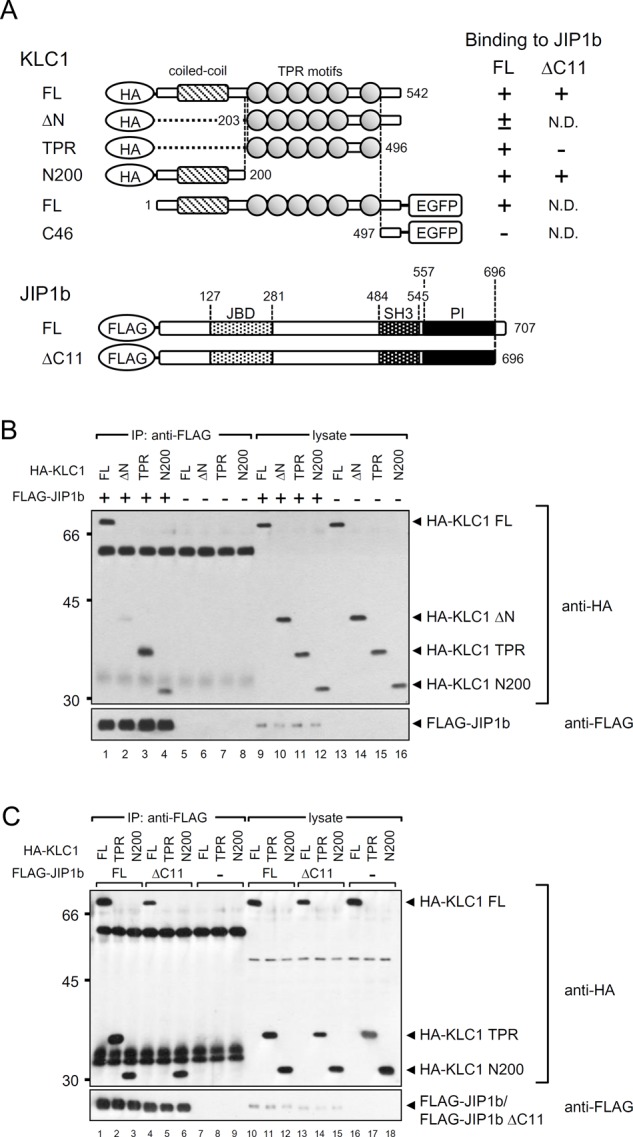 FIGURE 3: