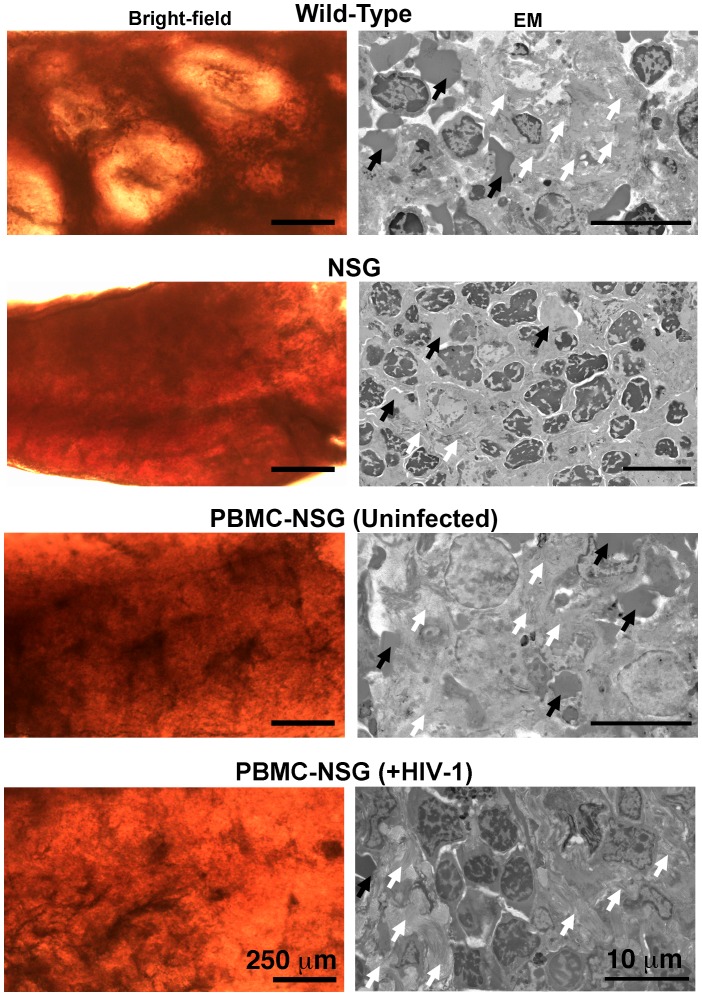 Figure 6—figure supplement 1.