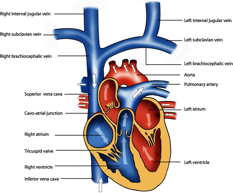 Fig. 1