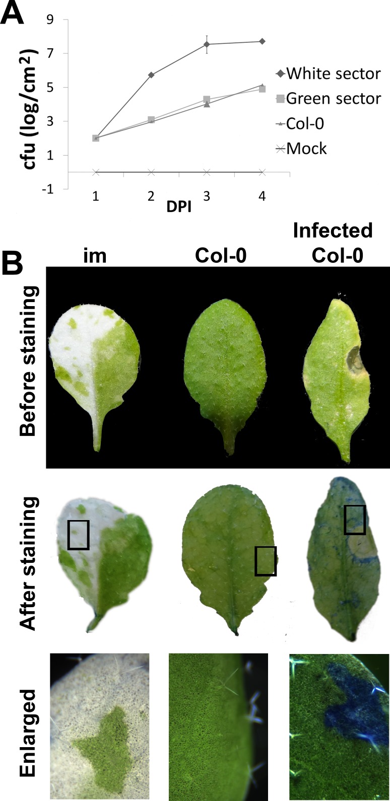 Fig 6