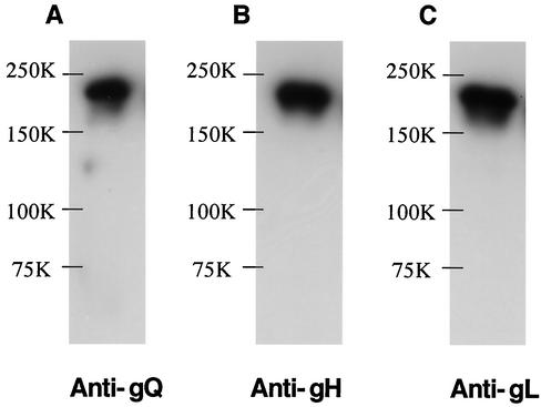 FIG. 6.